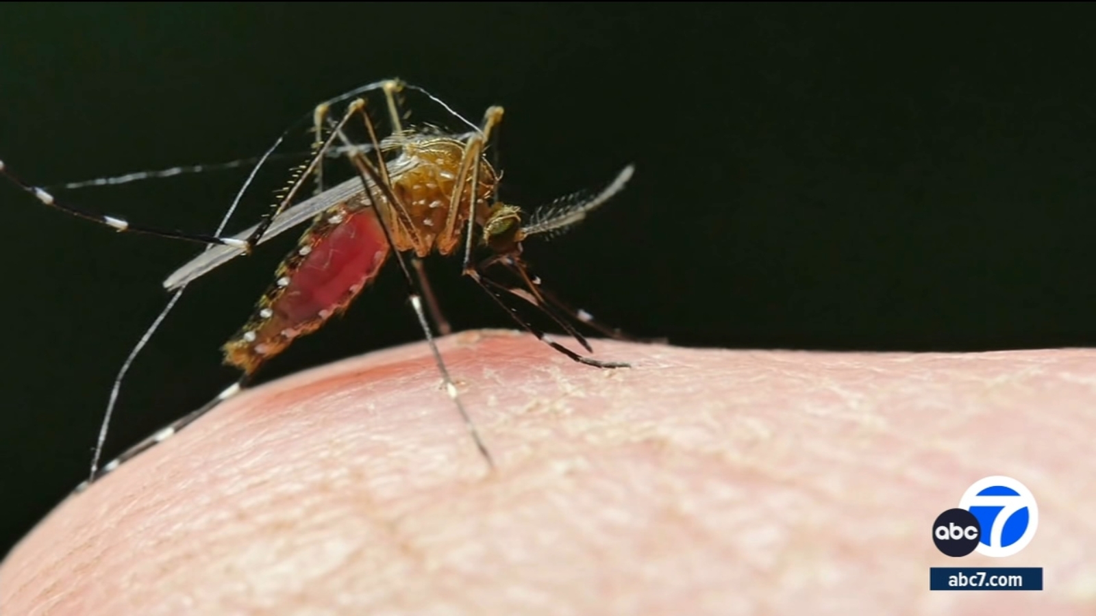 13947071 102023 Kabc 6pm Pasadena Dengue Vid.jpg