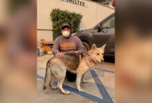 Blog La Wildfire Rescue 011025 Fb.jpg