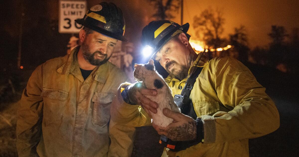 Private firefighters join battle against Los Angeles wildfires – South ...